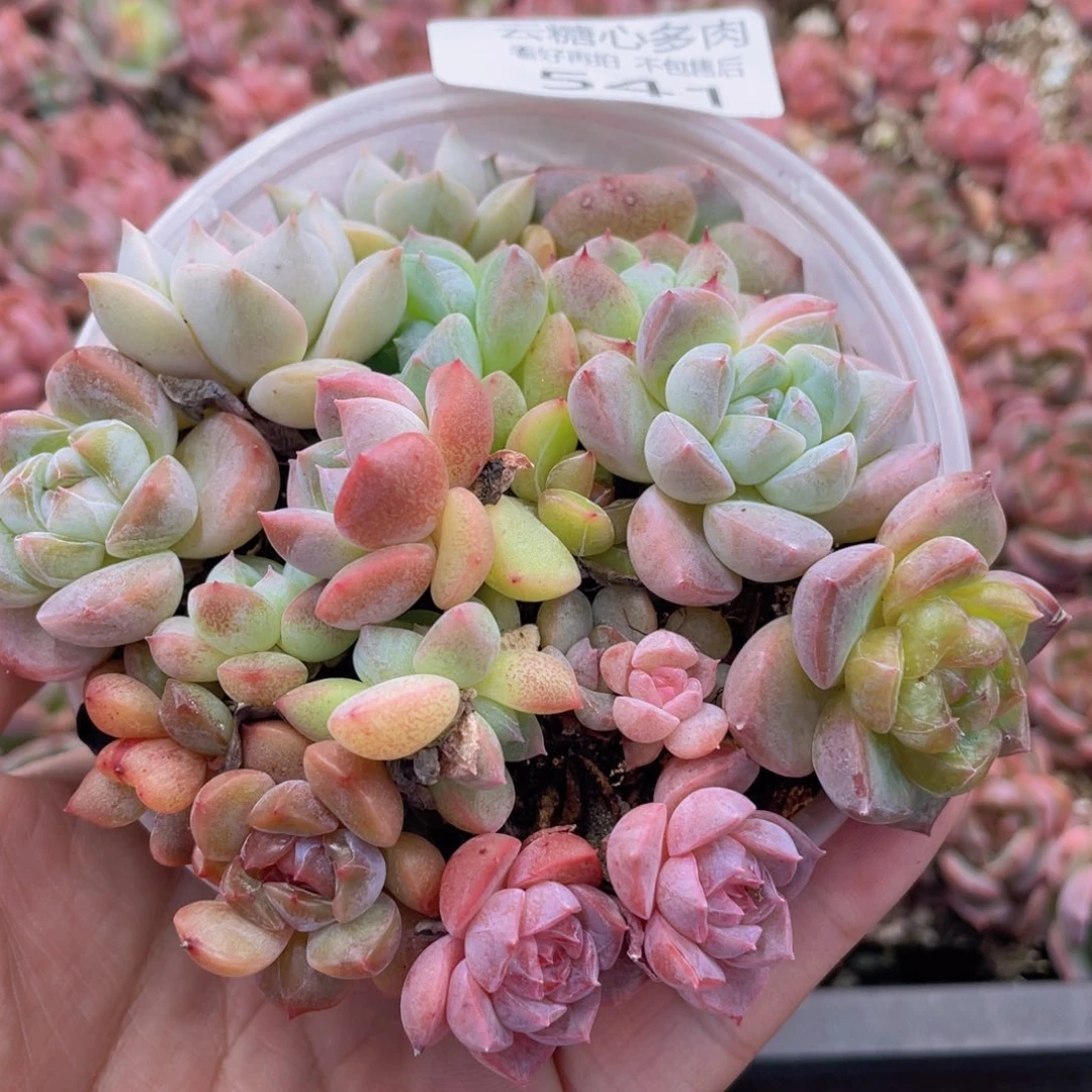 云糖心多肉植物541