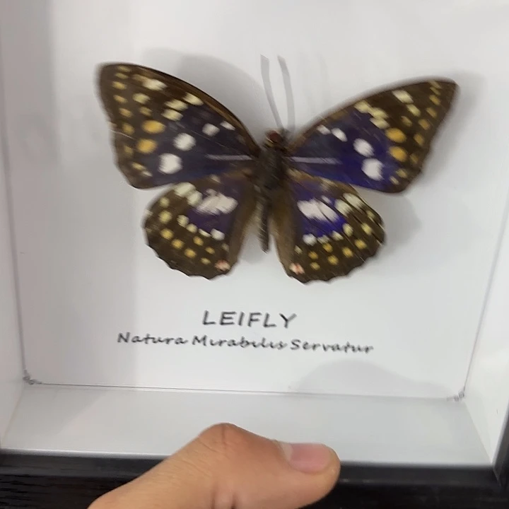 惊***.蝴蝶标本定制181@