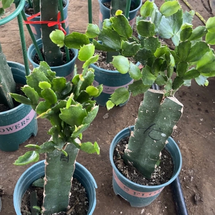 *****50号尤利迪➕老白重两颗