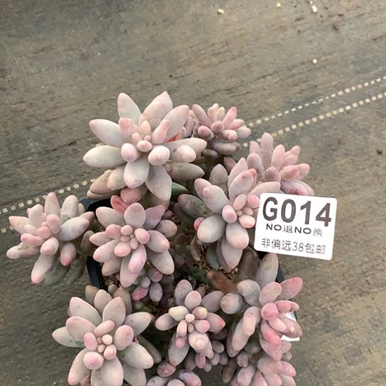 汤圆014  全场默认微瑕 7-8天发货