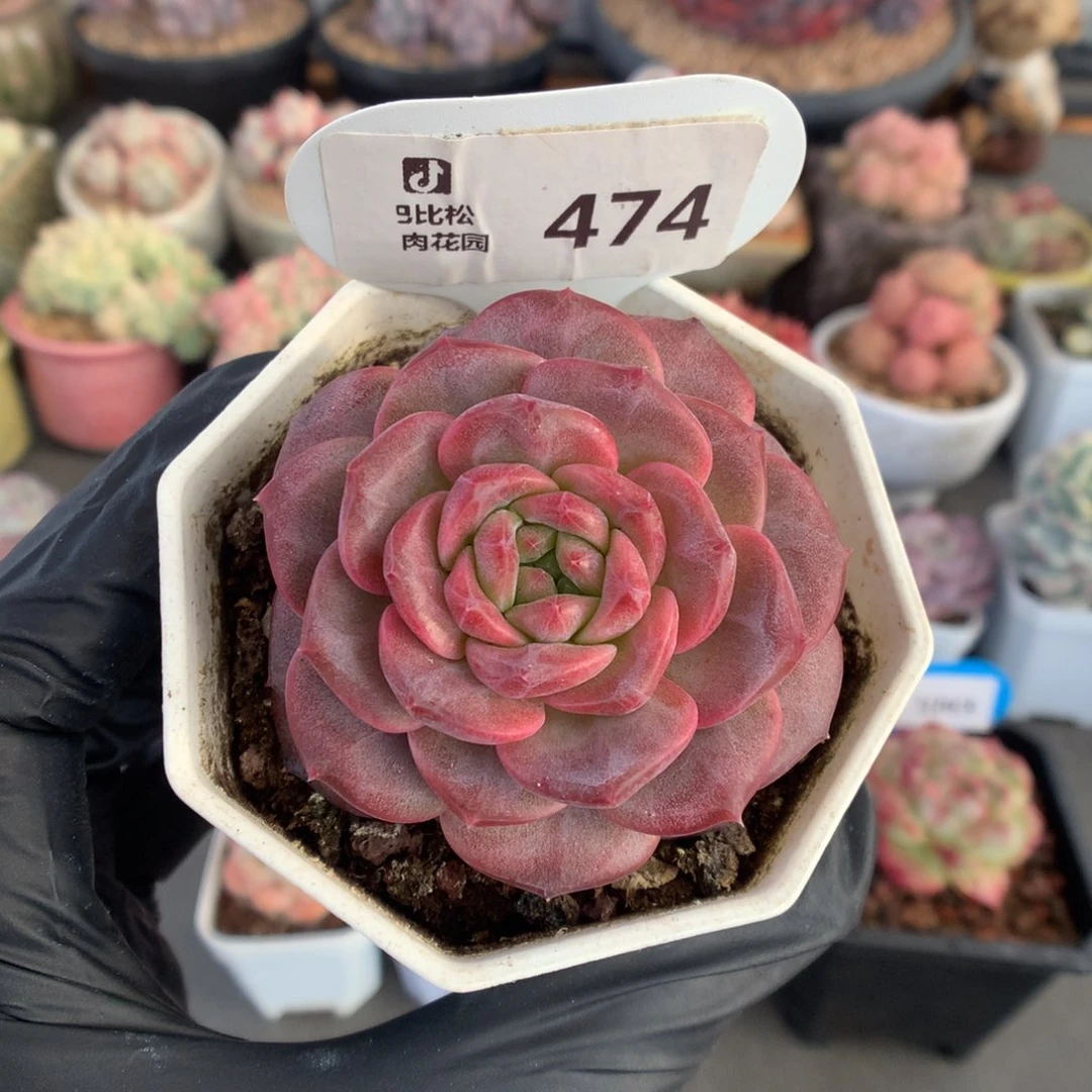 474 琥珀多肉多肉多肉