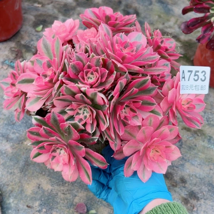 753女巫多肉植物