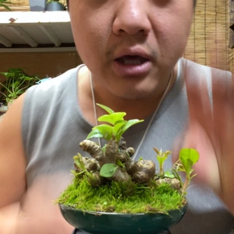 红陶一物一拍所见即所得142