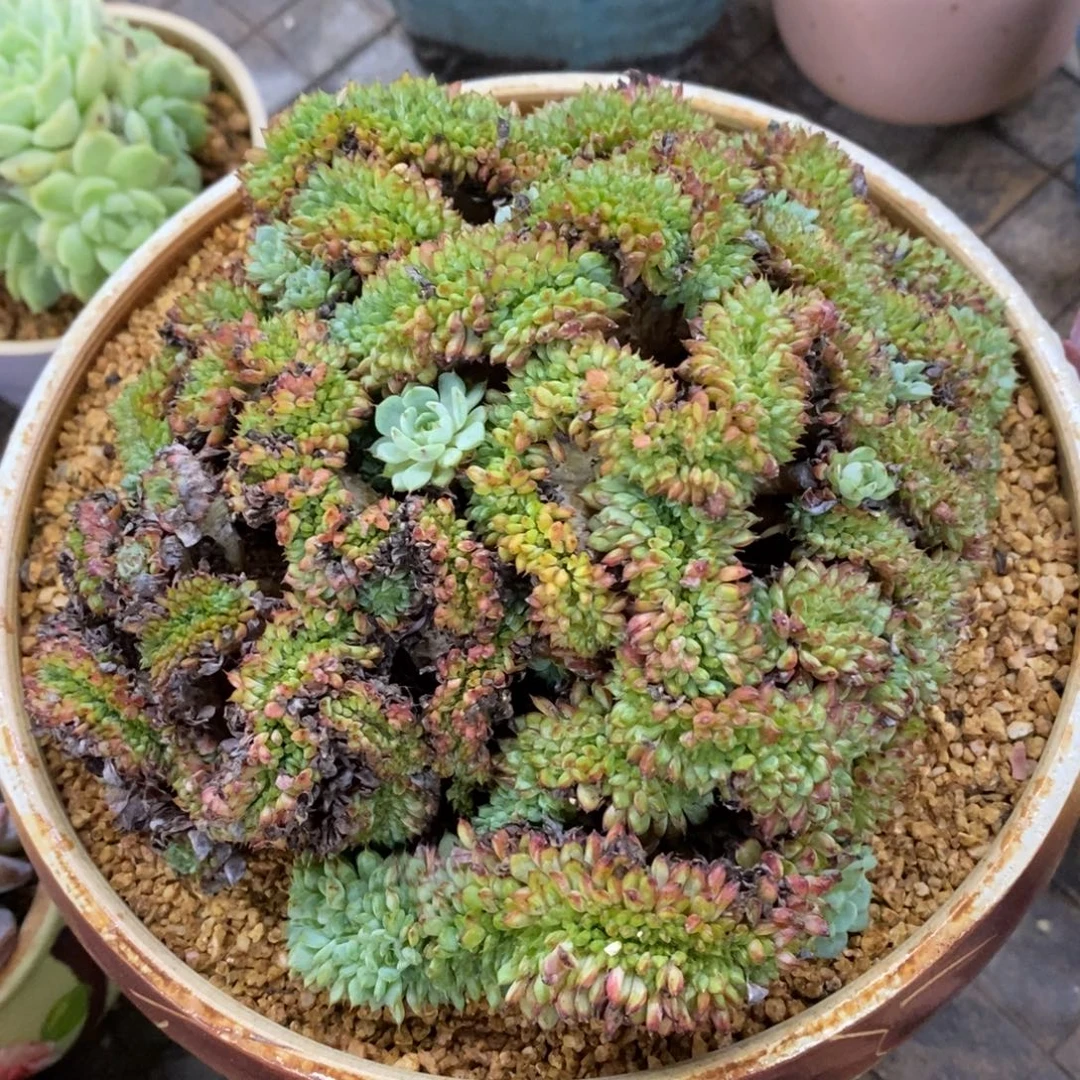 精品多肉一物一拍不包整50