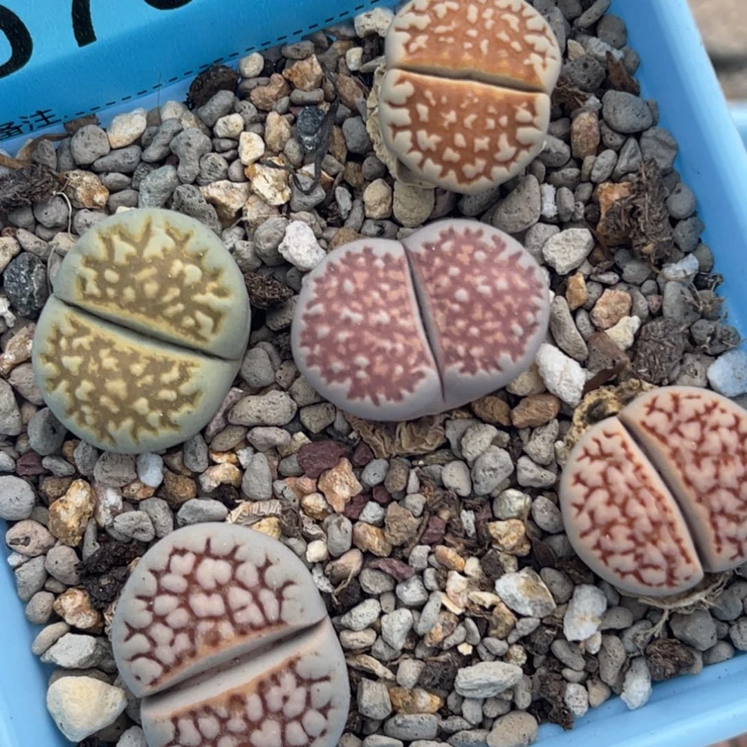 7061网纹彩拼五颗。