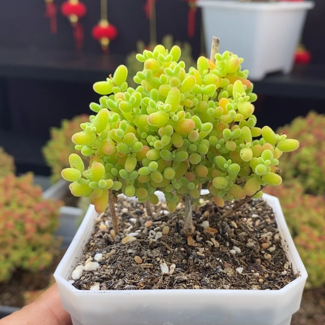 664号蜜橘糖球枝干多肉