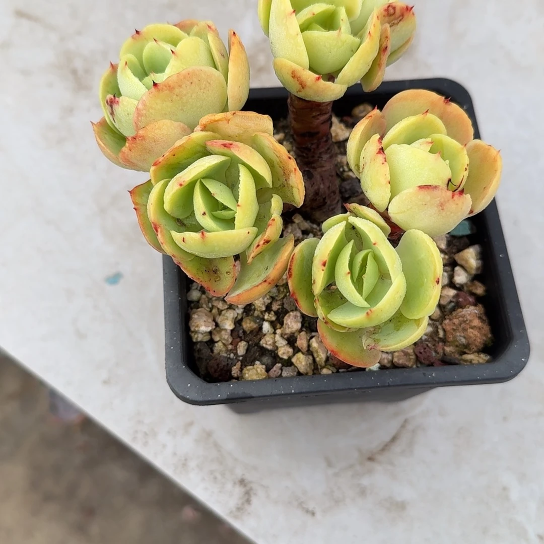 -***y鸡蛋碧桃多肉植物一颗