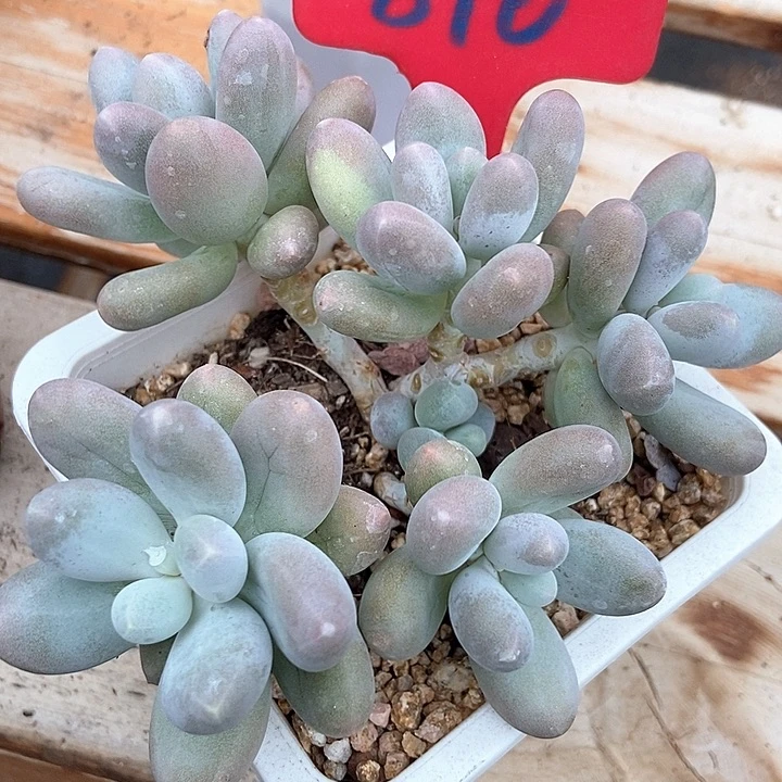 多肉植物奶酪810多肉