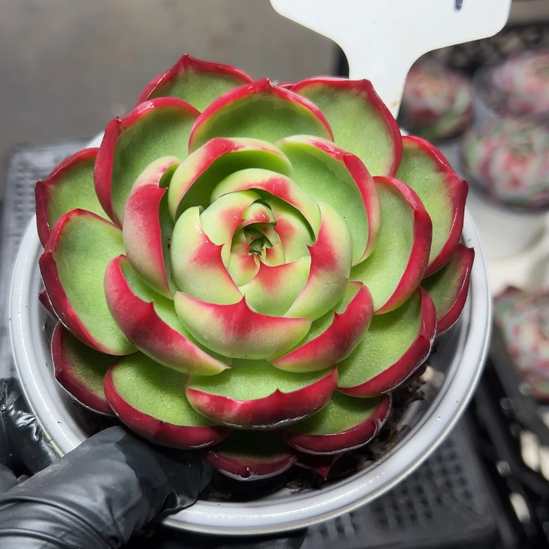 自***性惊鸿仙子一物一拍8024号