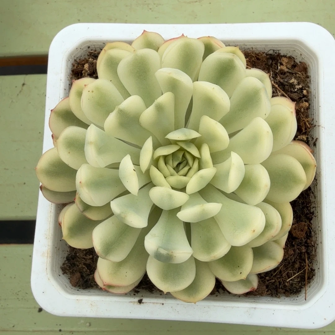 梦幻玫瑰白锦锦上园艺一物一拍