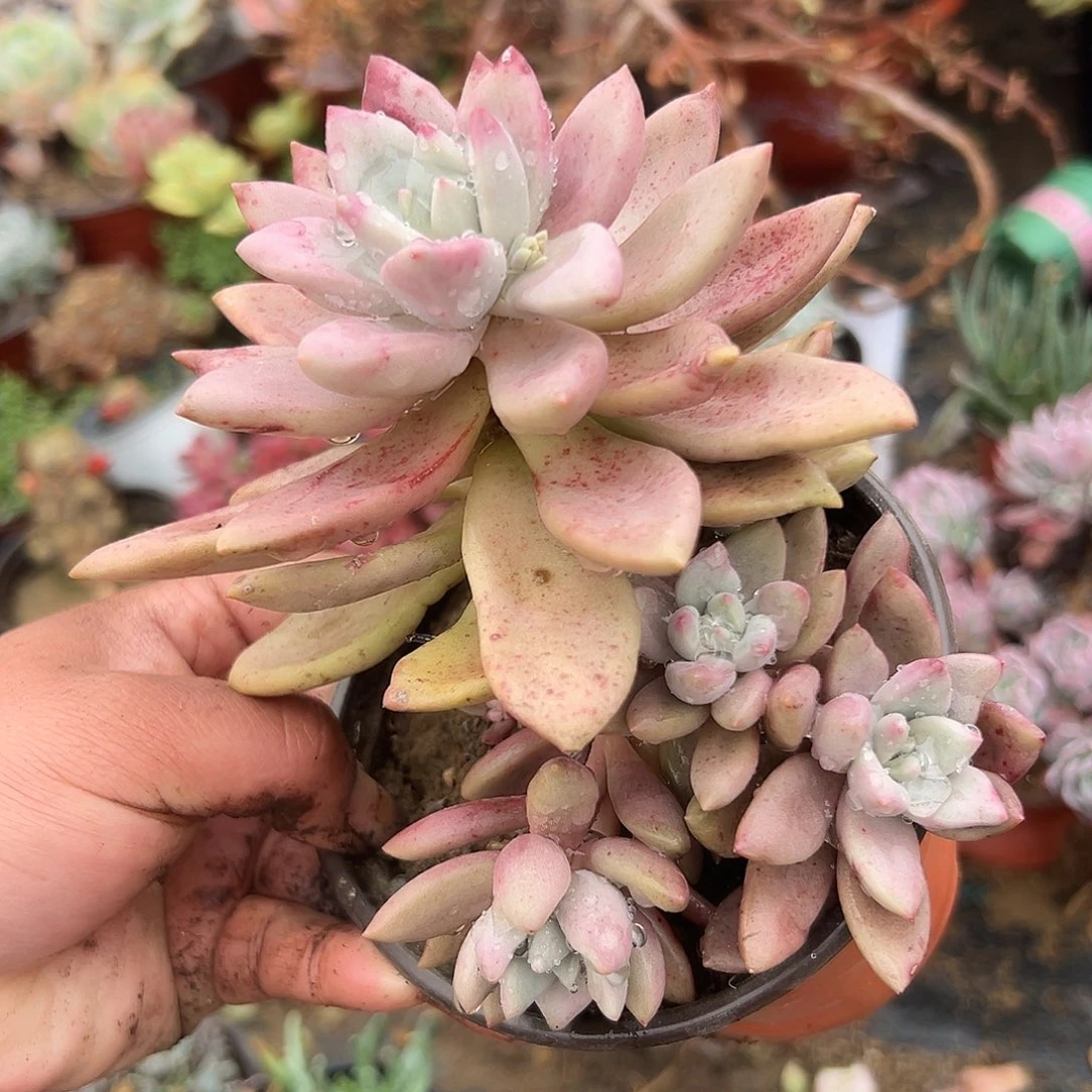 多肉植物多肉植物