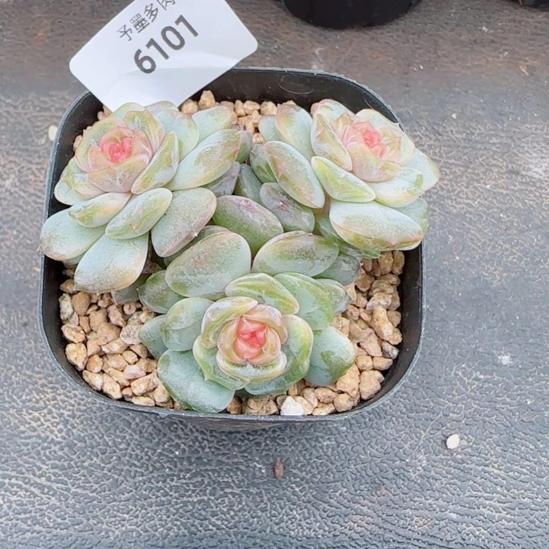 彩恋群，6101多肉植物