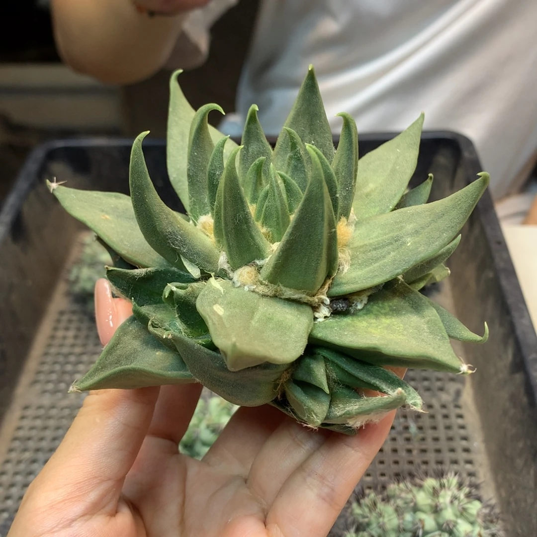17号  出根芽 龙牙岩牡丹11公分