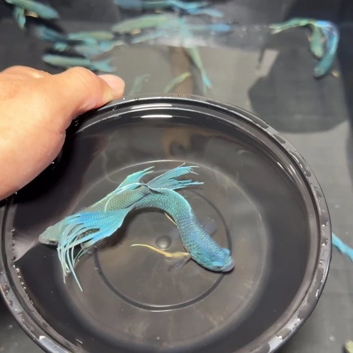 斗鱼直播间对图无纹蓝51