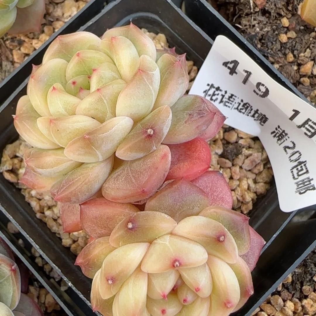 花语逸镜0130-419