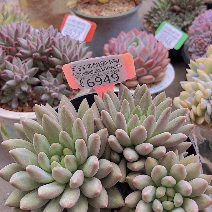 6949黄体红蜻蜓。