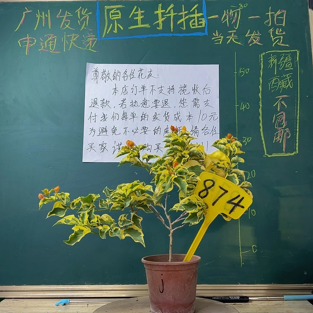 当前无花栽培后可以开花  金边黄 874
