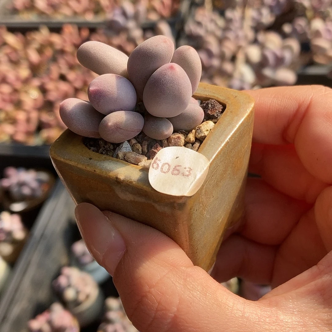 依****25053米可奶酪带盆土