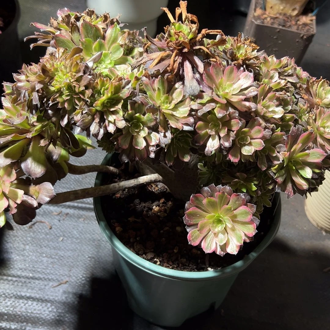 星***愿花脸粉黛全朵朵老桩厚板