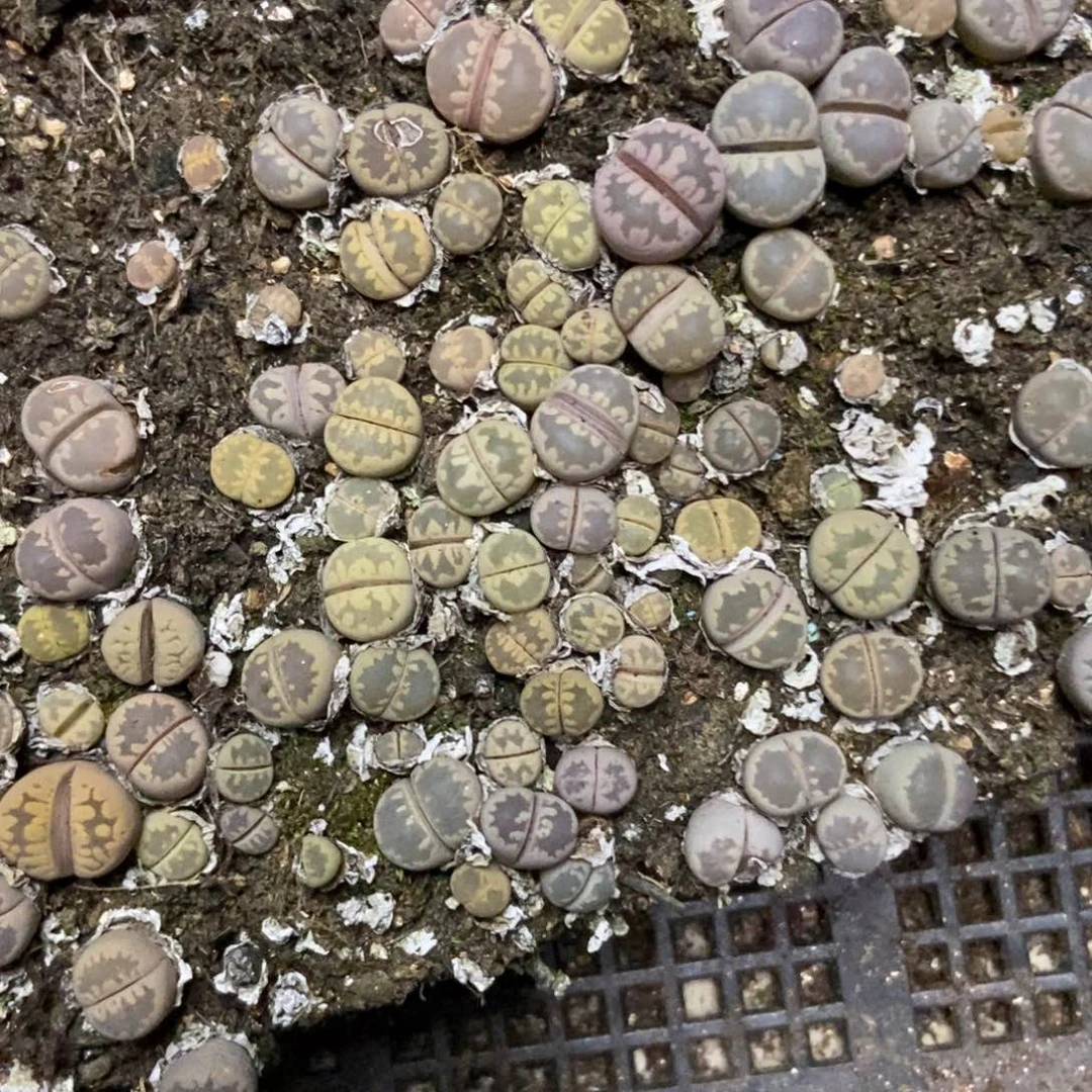 7379特价大牙切糕个头小有疤