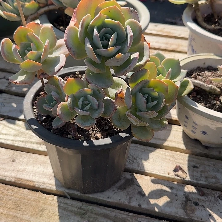 春****107白凤脱土发货不退不换