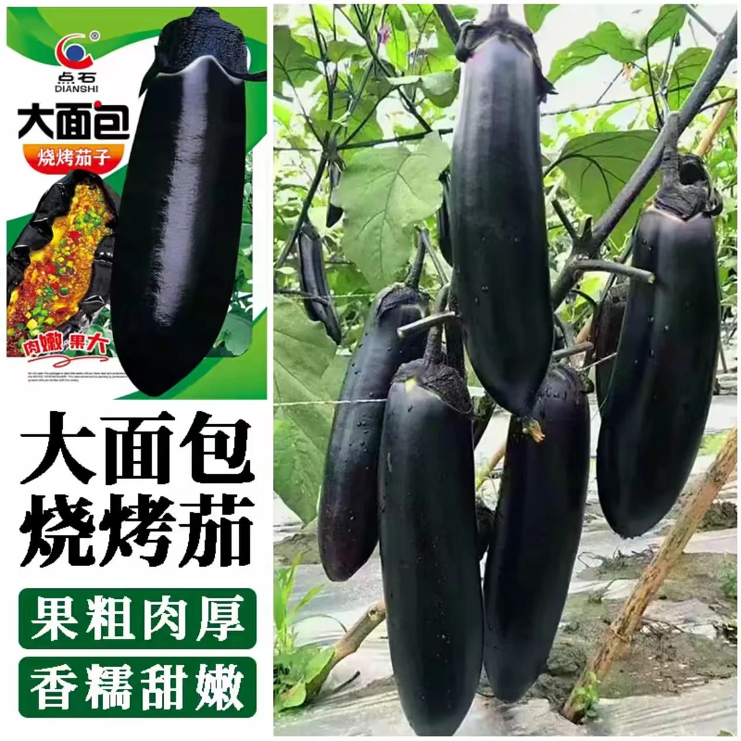【点石大面包烧烤茄子】种子