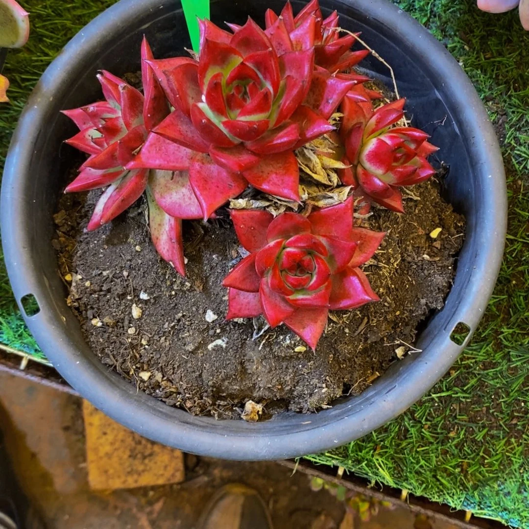 老***向罗宾带盆土627。