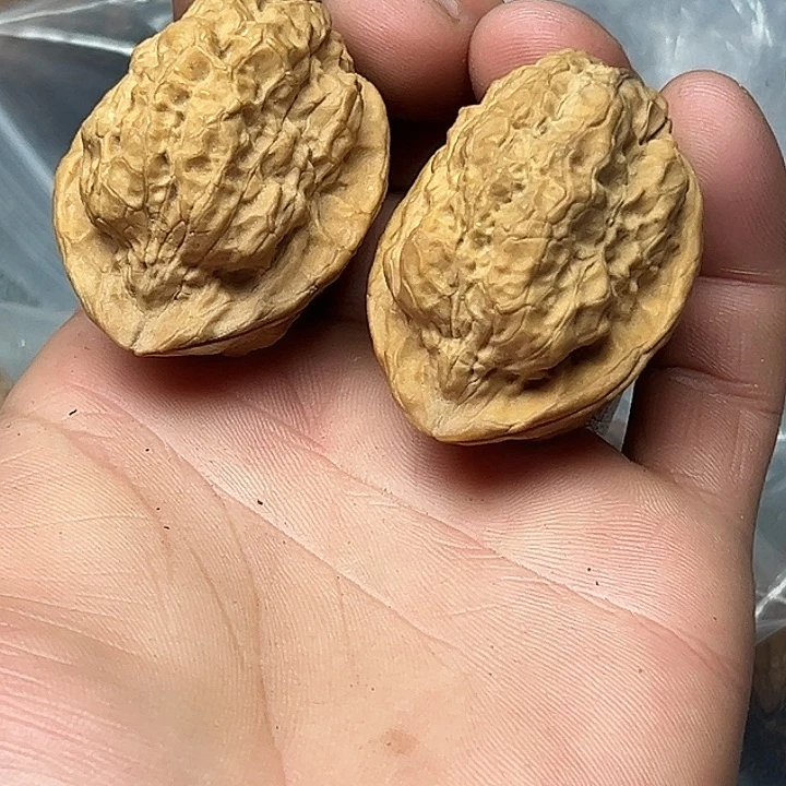 核桃41号古柏金蟾39尺