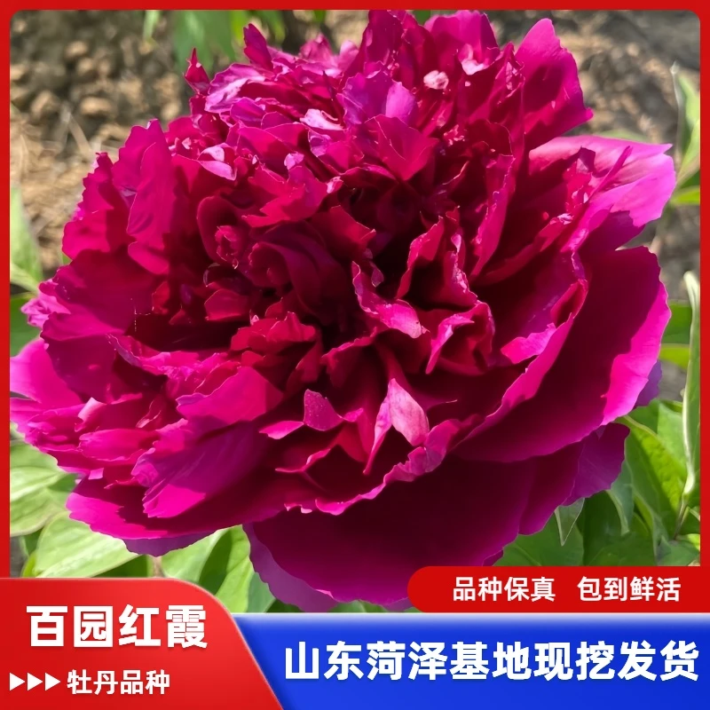 【百园红霞】观赏牡丹花苗菏泽牡丹花重瓣花卉洛阳牡丹家庭盆栽