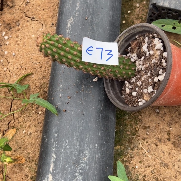 微***过E73金妞阿尔法一颗10