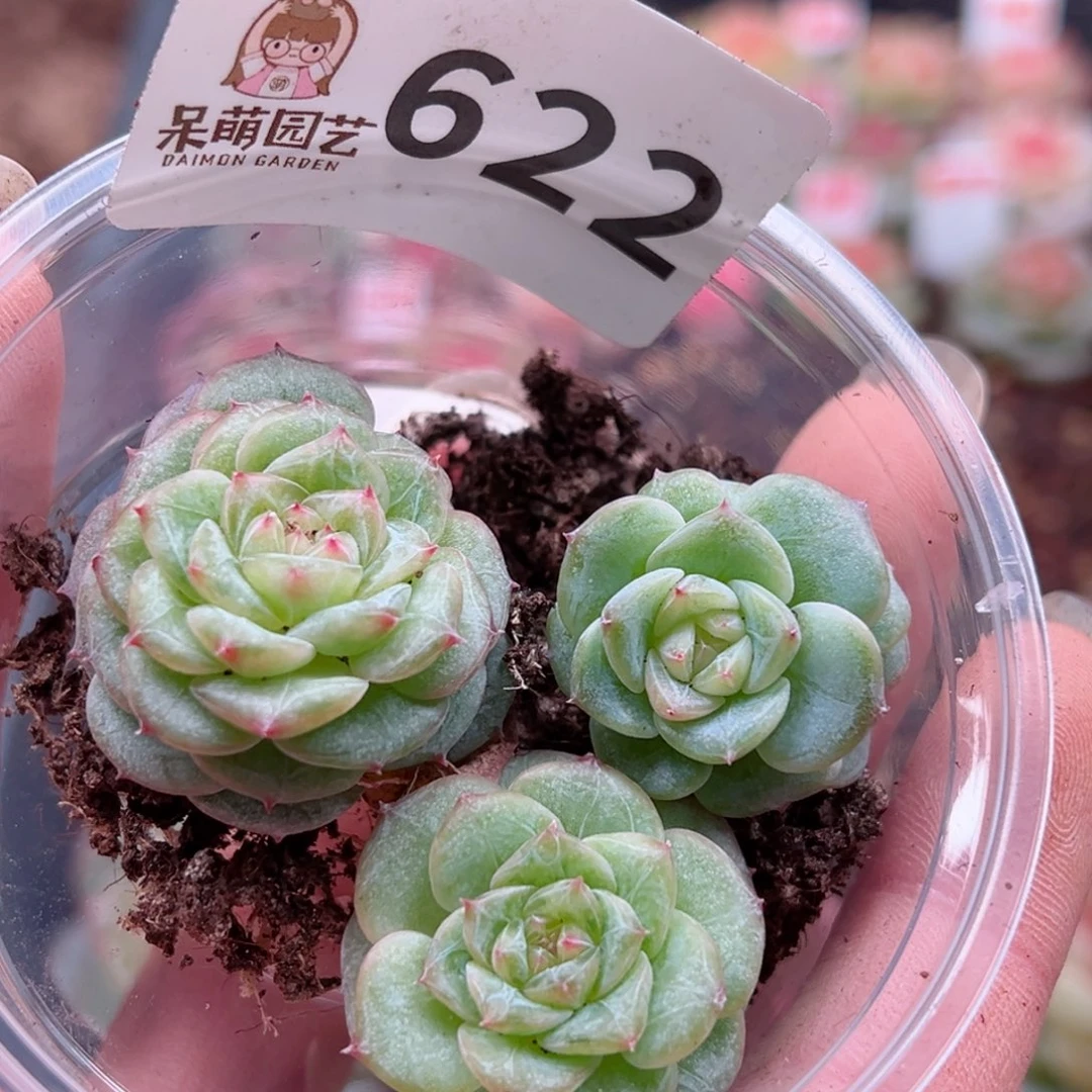 多肉植物多肉植物