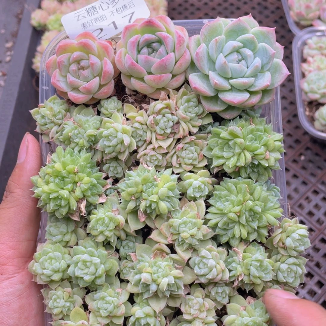 云糖心多肉植物217