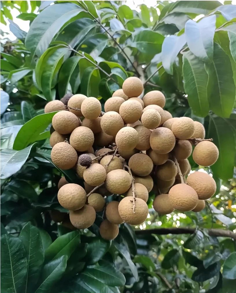 【顺丰包邮】广东正宗石峡龙眼新鲜现摘清甜肉厚饱满当季桂圆水果