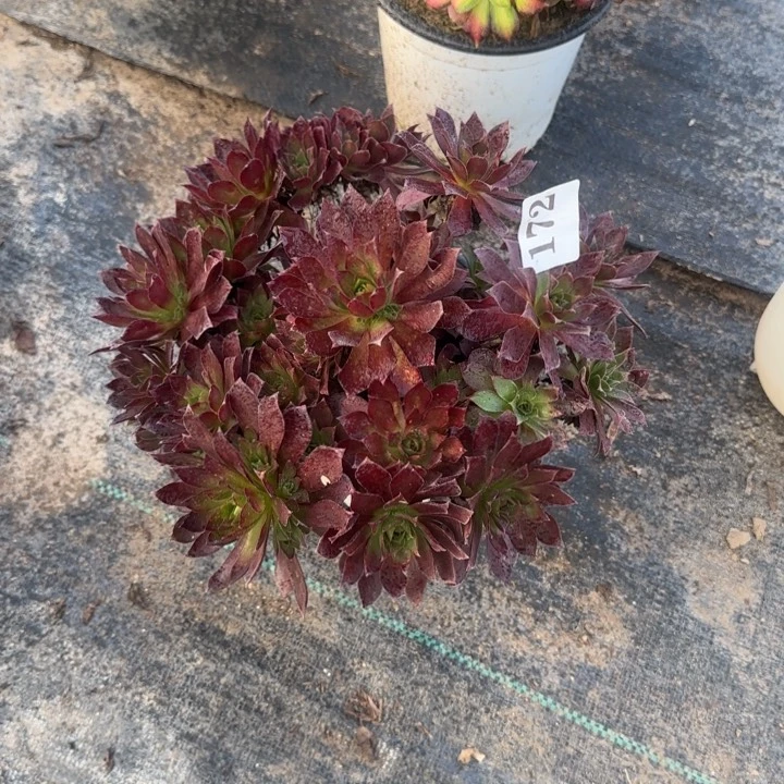 172两单包邮凤凰。