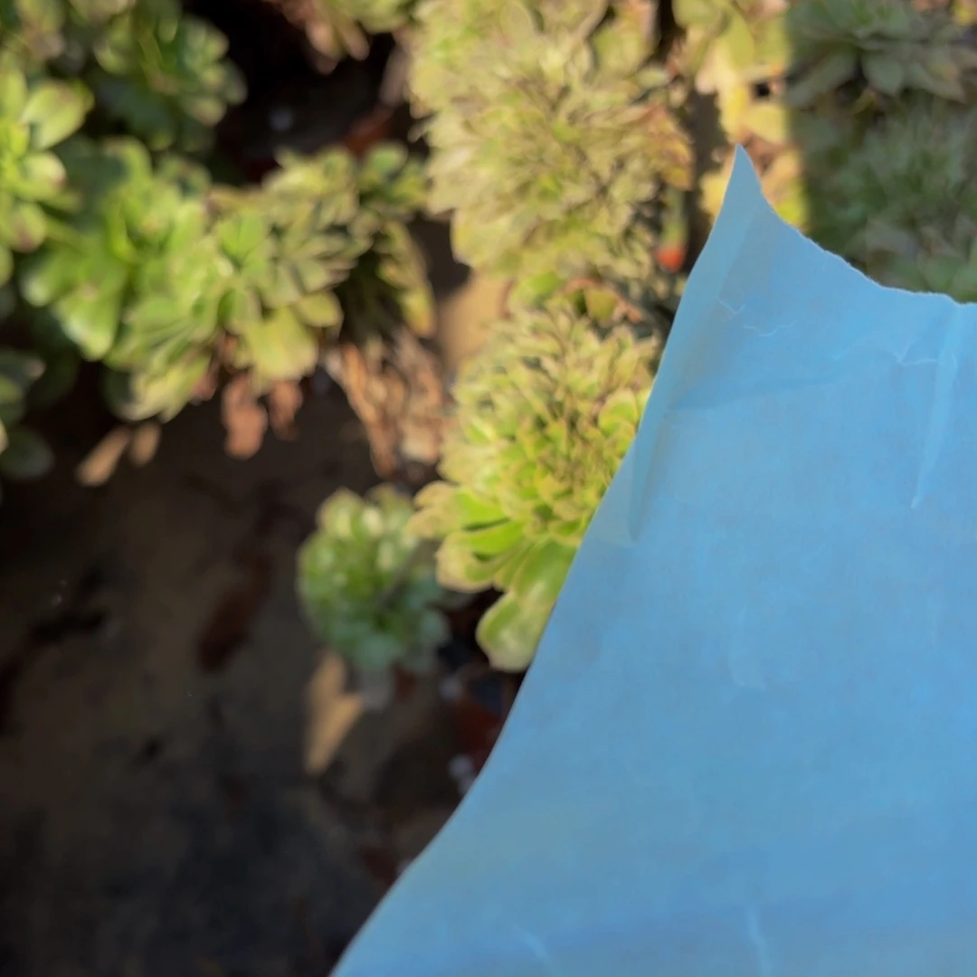 607多肉植物捧花的