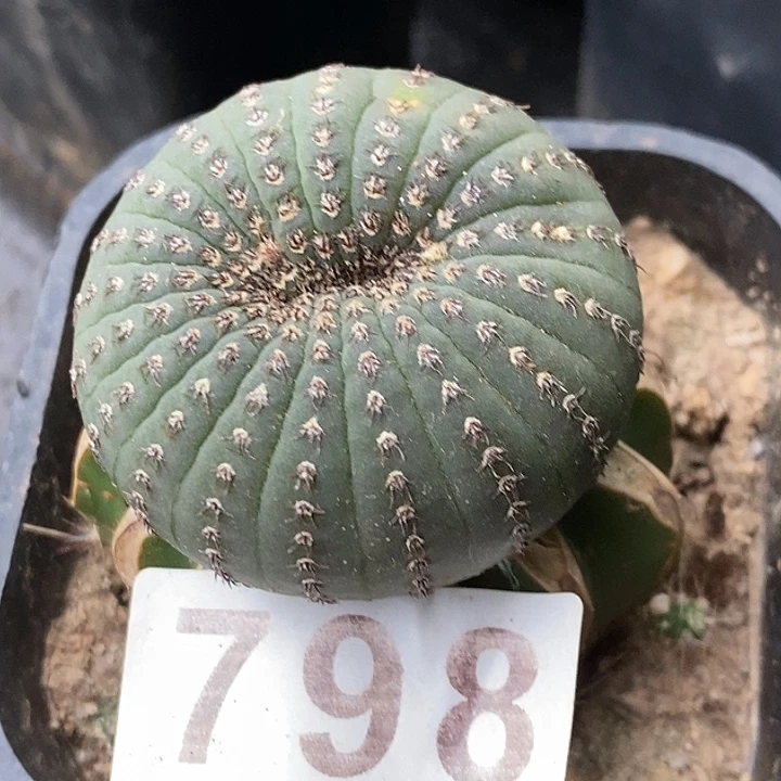 无花朵球接士童缀化798