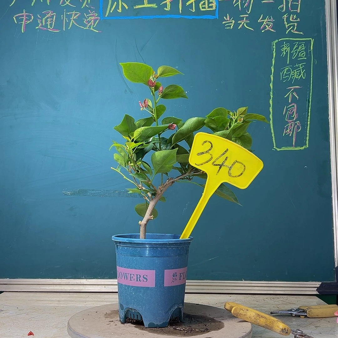 当前无花栽培后可以开花福利 弯杆 不甜西瓜  340