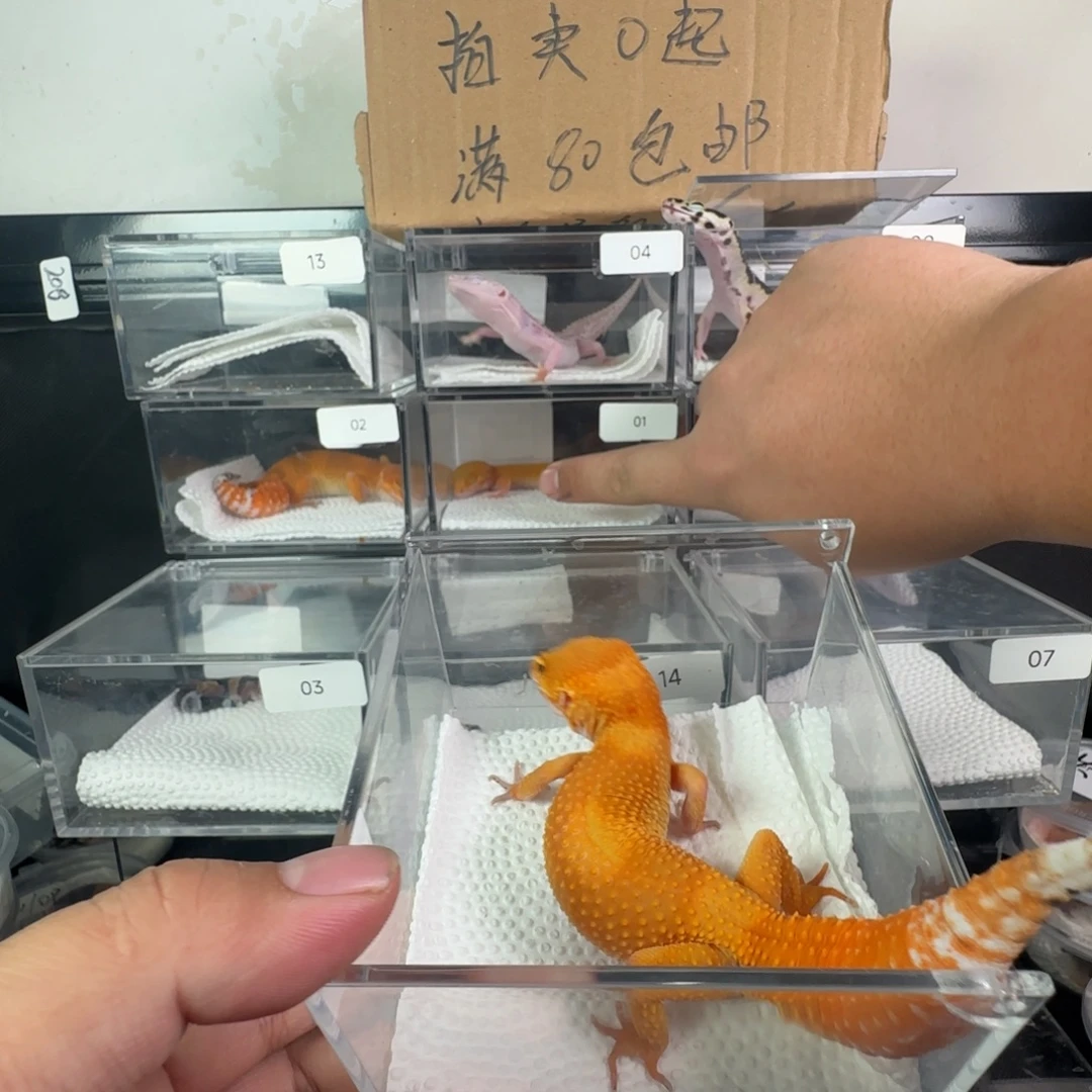 豹纹守宫血蜜橘妹妹满尾
