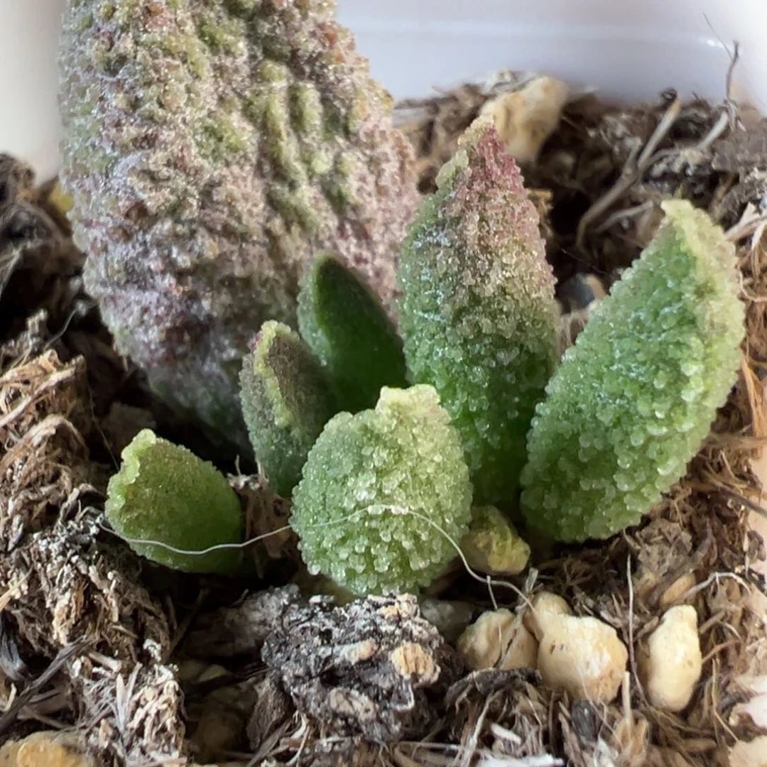 实生新品多肉植物水泡