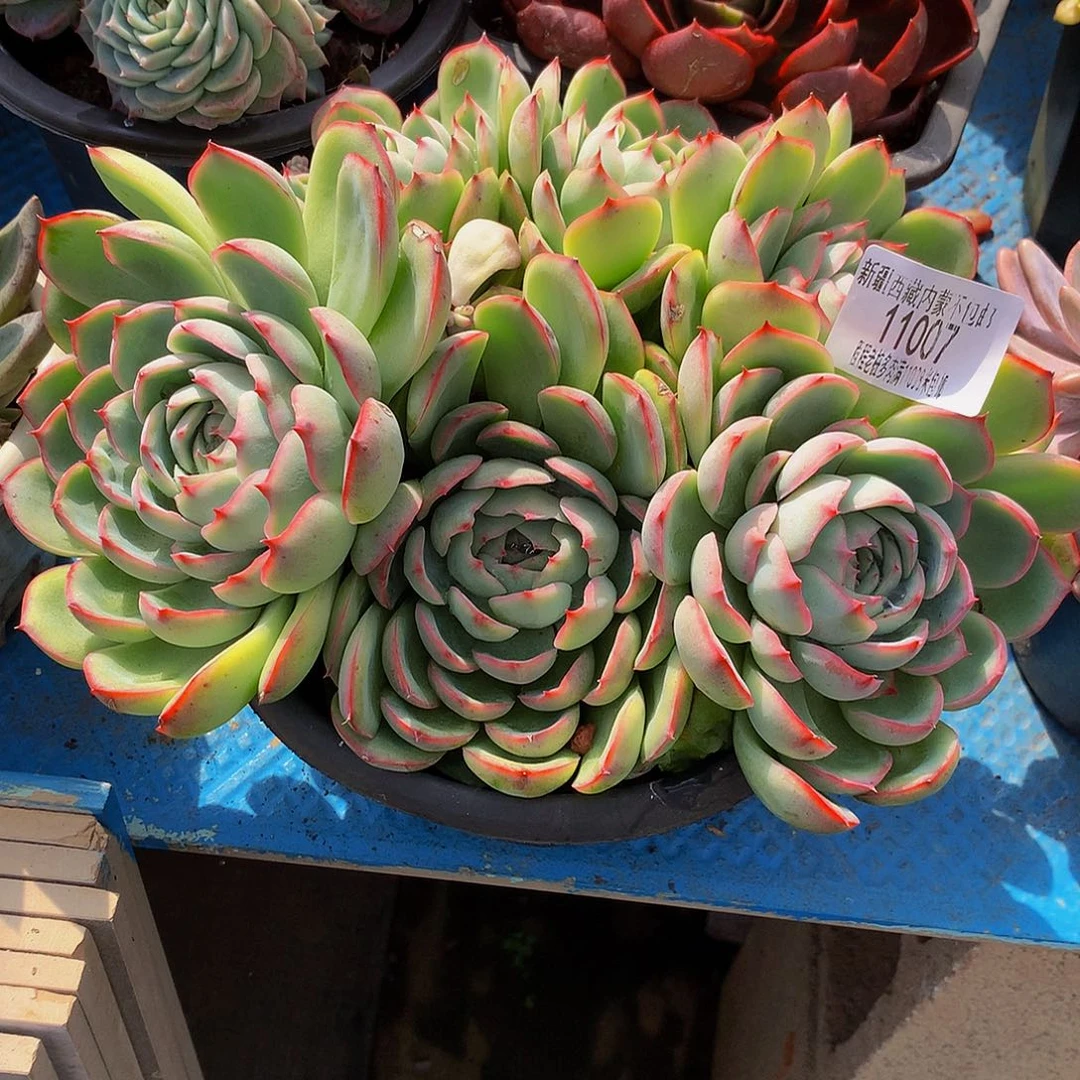 *****侧影11007多肉多肉