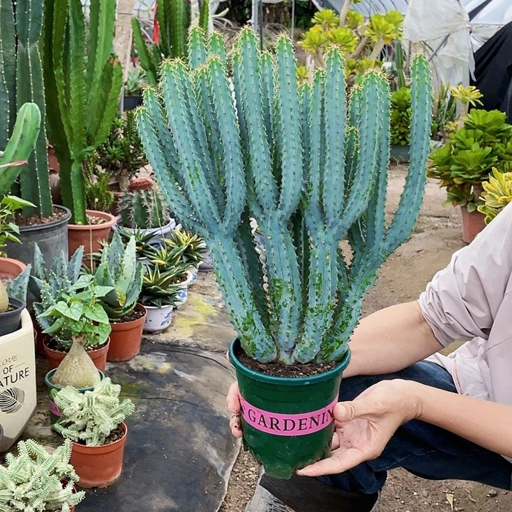 完全开放泰隆木带盆土30cm土面高度