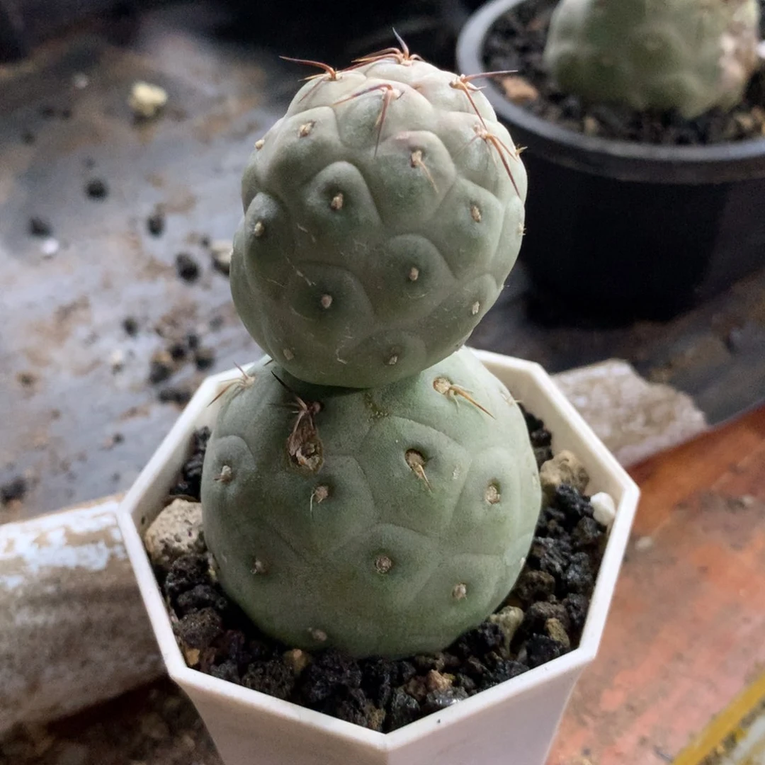 开播福利仙人球仙人球