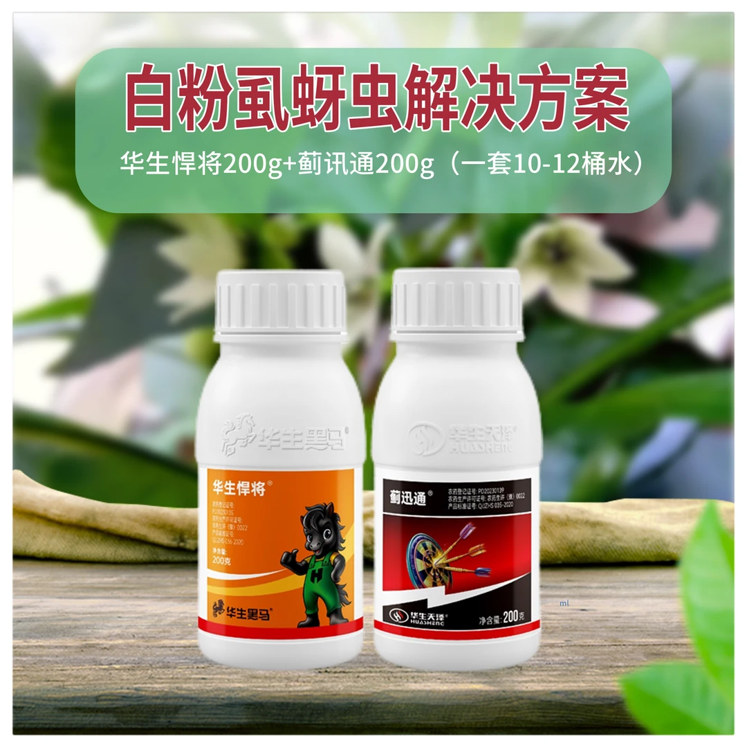 辣班长辣椒抗性白粉虱蚜虫防治方案