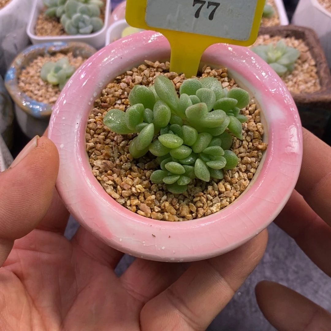 677冰玉石化七头群…………