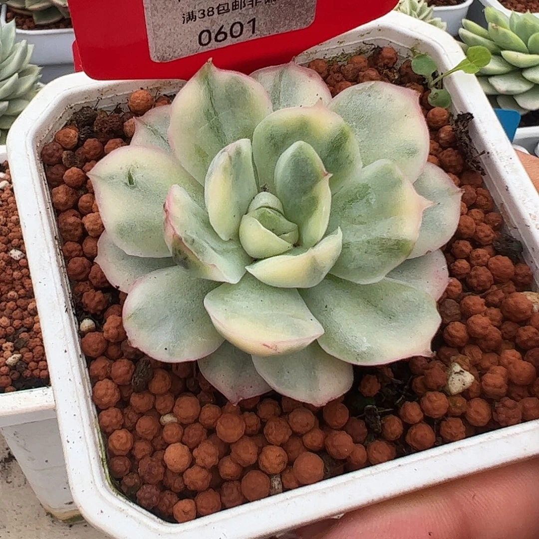 0601草莓蛋糕锦多肉植物