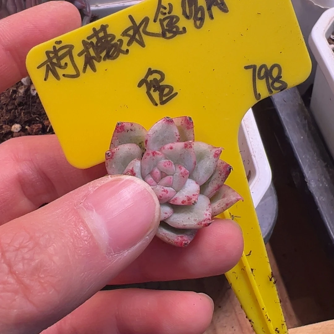柠***肉杂交锦，覆轮锦加嫁接费