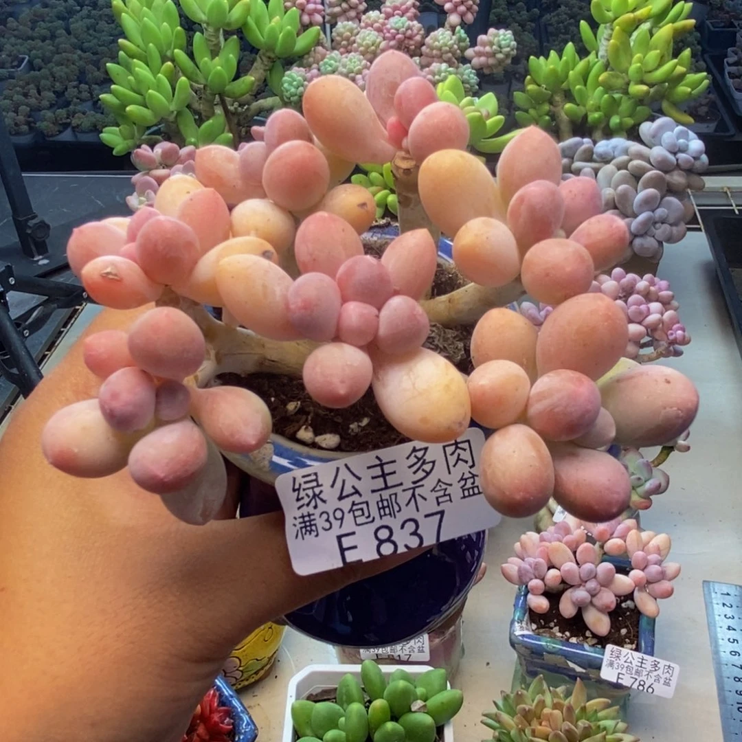837香水手指奶多肉8cm