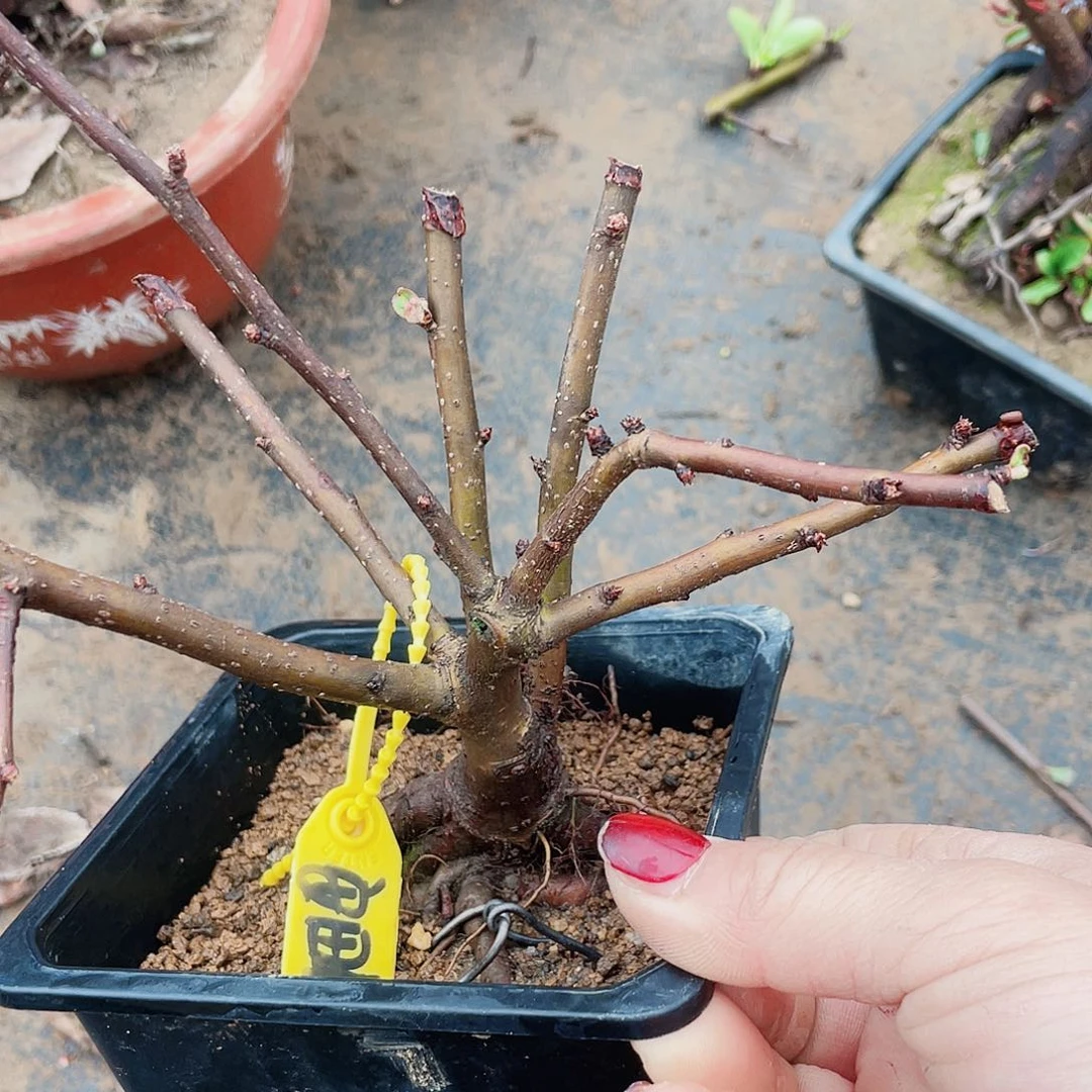 海棠安田jin120120