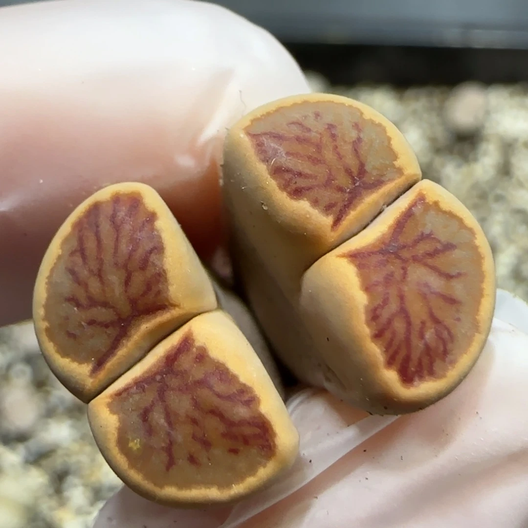 12.4    腮红菊。  5003