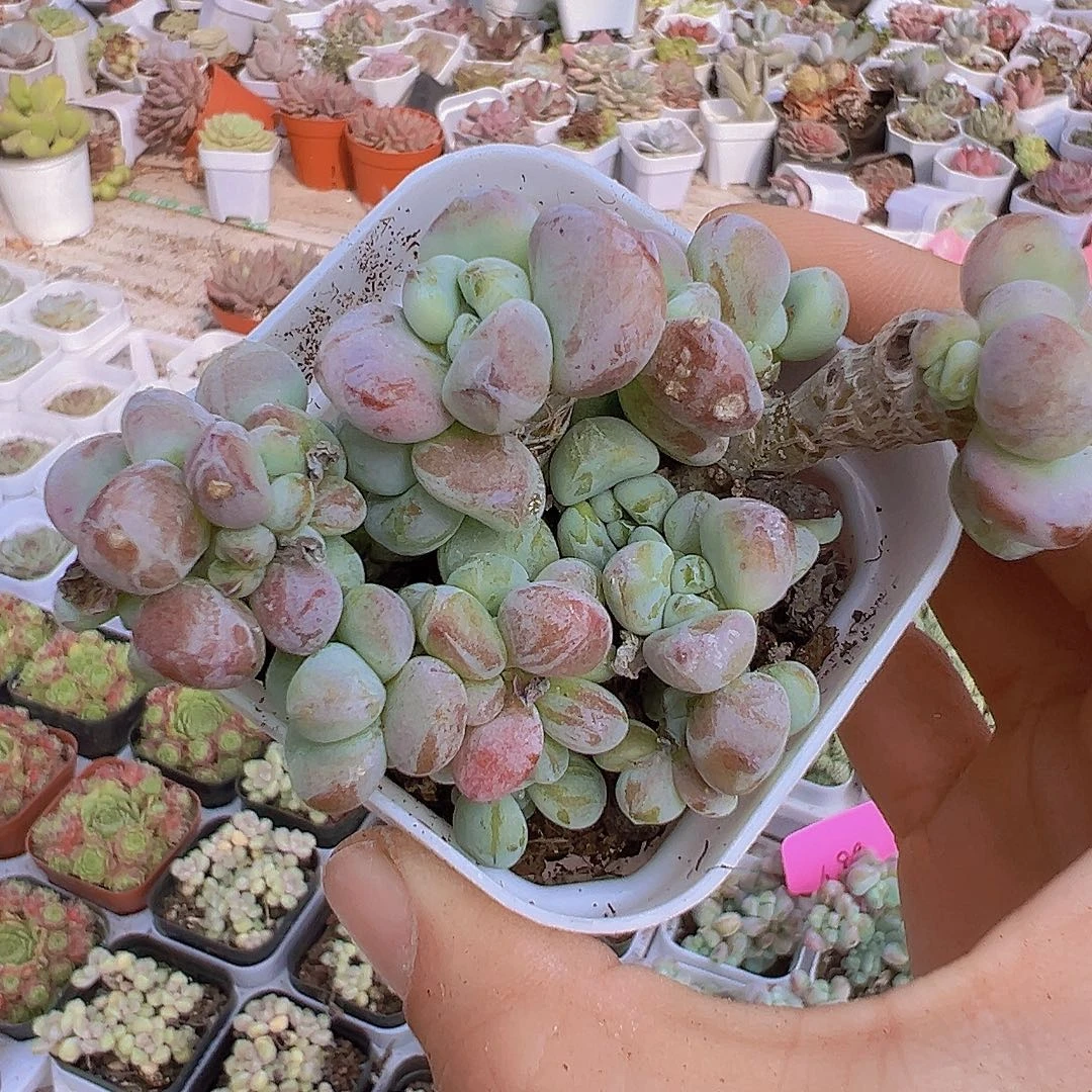 罗琦19包邮多肉植物